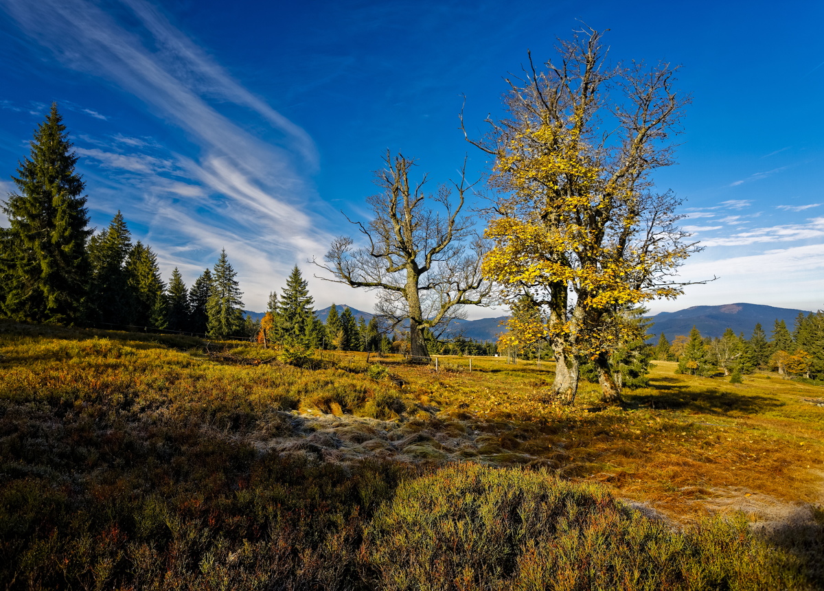 Bavarian National Park "Bayerischer Wald" becomes Germany's largest forest national park 